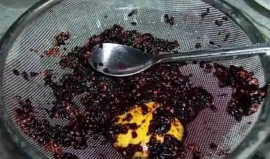 桑葚的种子在哪里 | 农广天地