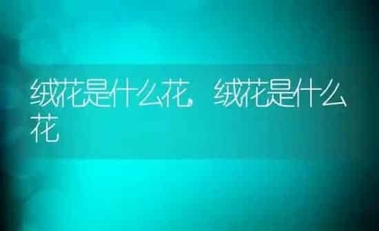 绒花是什么花,绒花是什么花 | 养殖学堂