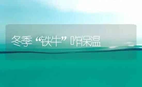 冬季“铁牛”咋保温 | 养殖知识