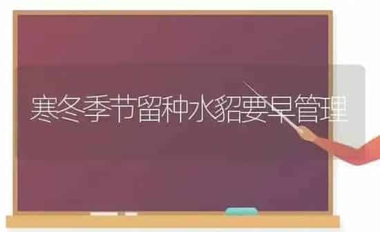 寒冬季节留种水貂要早管理 | 养殖知识