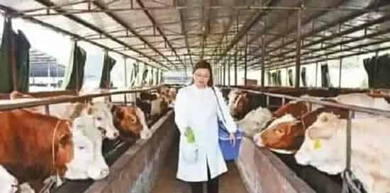 肉牛养殖消毒的方法及措施 | 农广天地