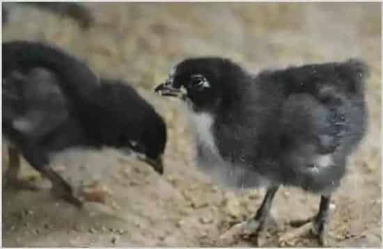 绿壳蛋鸡苗的饲养管理要点 | 生活妙招
