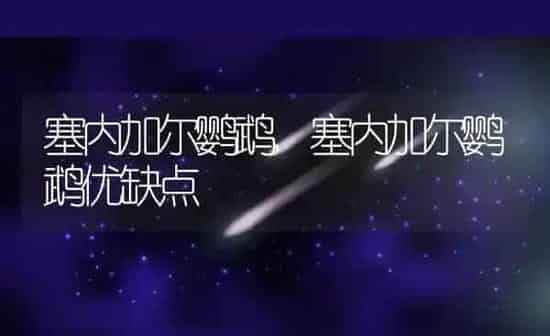 塞内加尔鹦鹉,塞内加尔鹦鹉优缺点 | 养殖科普