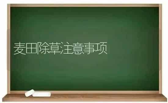 麦田除草注意事项 | 养殖技术大全