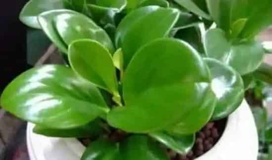 圆叶椒草和豆瓣绿的区别 | 实用知识