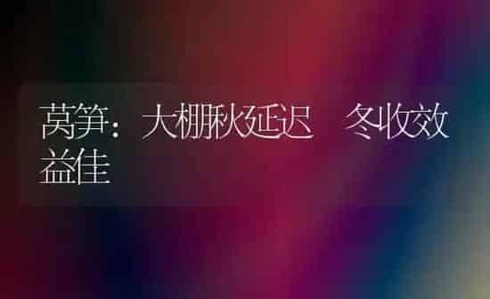 莴笋：大棚秋延迟 冬收效益佳 | 养殖知识