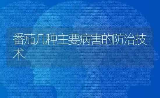 番茄几种主要病害的防治技术 | 养殖知识
