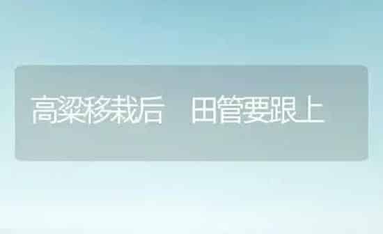 高粱移栽后 田管要跟上 | 养殖技术大全