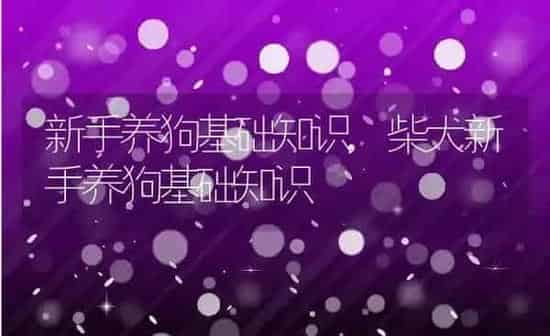 新手养狗基础知识,柴犬新手养狗基础知识 | 养殖科普