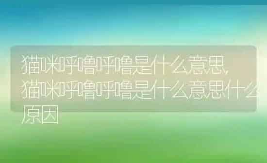 猫咪呼噜呼噜是什么意思,猫咪呼噜呼噜是什么意思什么原因 | 养殖学堂