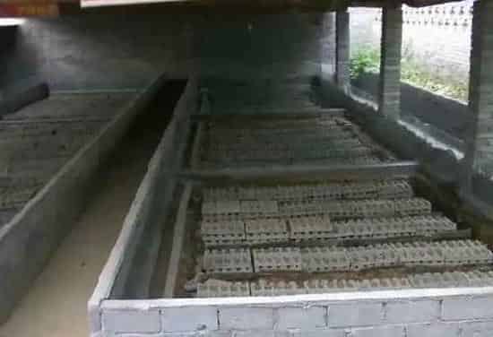 蜈蚣怎么养？养殖蜈蚣的步骤 | 三农知识