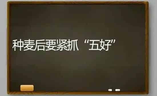 种麦后要紧抓“五好” | 养殖知识