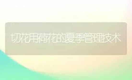 切花用荷花的夏季管理技术 | 养殖知识