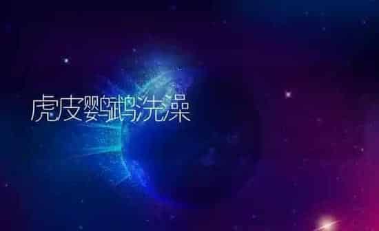 虎皮鹦鹉洗澡 | 养殖科普