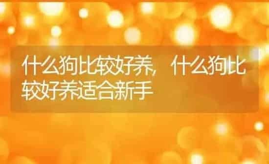 什么狗比较好养,什么狗比较好养适合新手 | 养殖科普