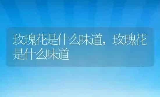 玫瑰花是什么味道,玫瑰花是什么味道 | 养殖科普