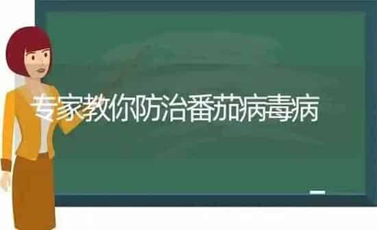 专家教你防治番茄病毒病 | 养殖知识