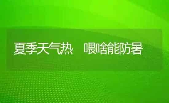 夏季天气热 喂啥能防暑 | 养殖知识