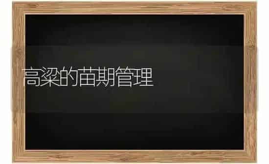 高粱的苗期管理 | 养殖知识