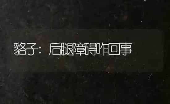 貉子:后腿障碍咋回事 | 养殖知识