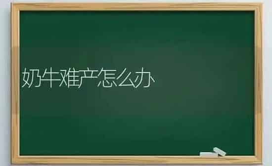 奶牛难产怎么办 | 养殖知识