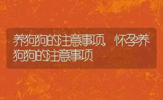 养狗狗的注意事项,怀孕养狗狗的注意事项 | 养殖科普