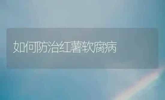 如何防治红薯软腐病 | 养殖知识