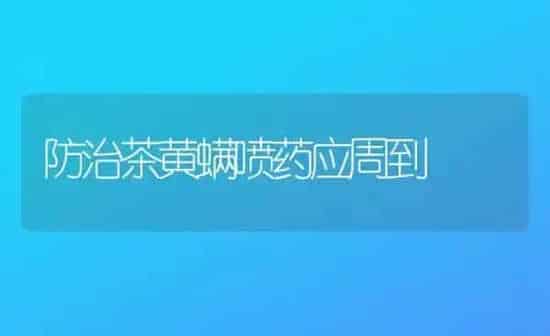 防治茶黄螨喷药应周到 | 养殖知识