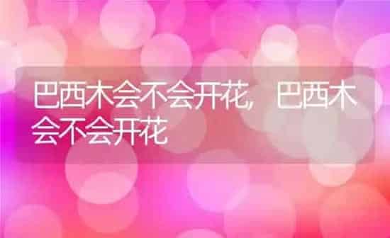 巴西木会不会开花,巴西木会不会开花 | 养殖科普