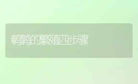 鹌鹑的繁殖四步骤 | 养殖知识