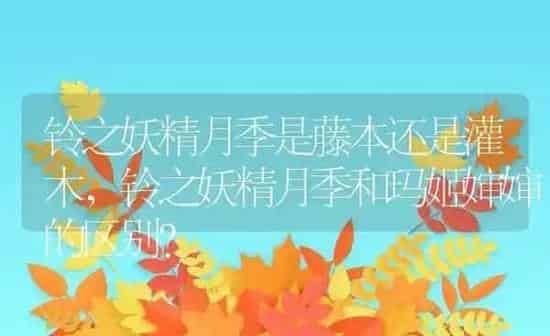 铃之妖精月季是藤本还是灌木,铃之妖精月季和玛姬婶婶的区别？ | 养殖学堂