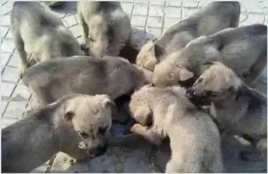 肉狗养殖技术和饲养管理要点 | 三农知识
