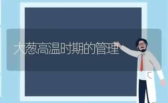大葱高温时期的管理 | 养殖知识