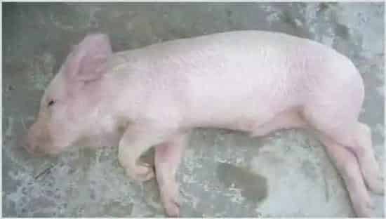 非洲猪瘟传染人吗？猪肉能吃吗 | 生活常识