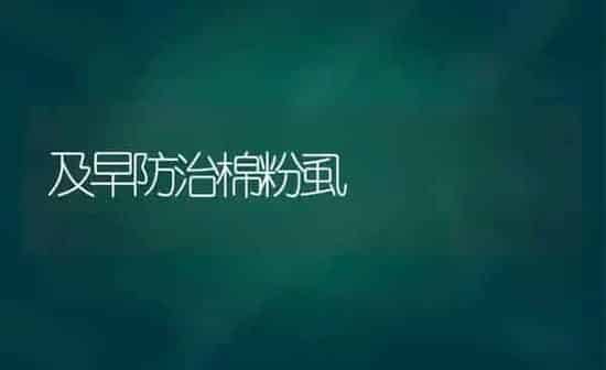 及早防治棉粉虱 | 养殖知识