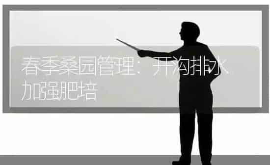 春季桑园管理：开沟排水 加强肥培 | 养殖知识