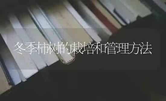 冬季柿树的栽培和管理方法 | 养殖知识