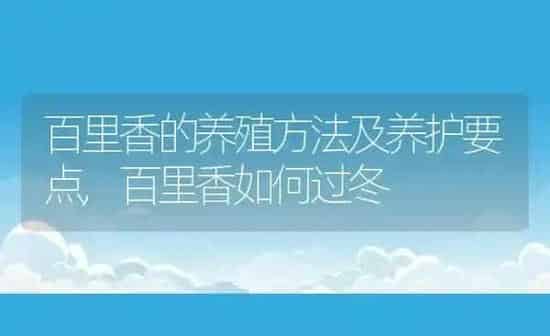 百里香的养殖方法及养护要点,百里香如何过冬 | 养殖学堂