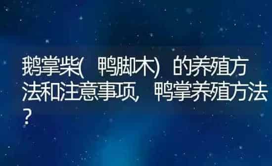 鹅掌柴(鸭脚木)的养殖方法和注意事项,鸭掌养殖方法？ | 养殖科普