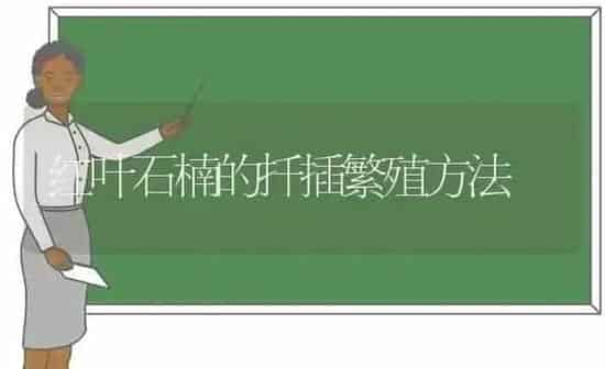 红叶石楠的扦插繁殖方法 | 养殖知识