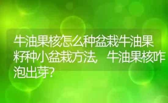 牛油果核怎么种盆栽牛油果籽种小盆栽方法,牛油果核咋泡出芽? | 养殖科普