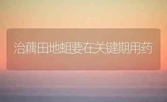 治藕田地蛆要在关键期用药 | 养殖知识