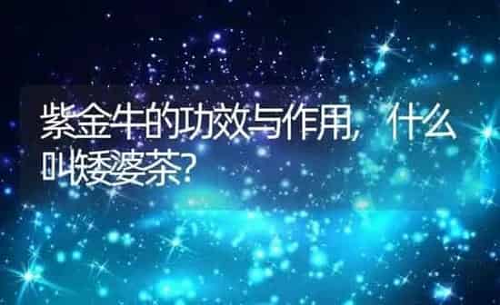 紫金牛的功效与作用,什么叫矮婆茶？ | 养殖科普