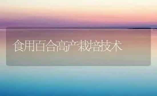 食用百合高产栽培技术 | 养殖知识