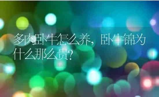 多肉卧牛怎么养,卧牛锦为什么那么贵？ | 养殖科普