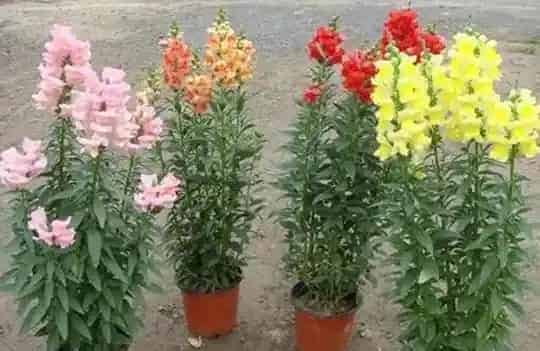 金鱼草怎么养,金鱼草怎么养才能开花？