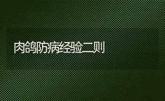 肉鸽防病经验二则 | 养殖知识