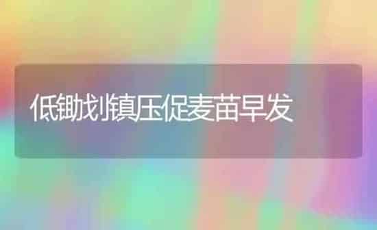 低锄划镇压促麦苗早发 | 养殖知识