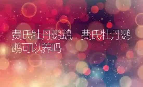 费氏牡丹鹦鹉,费氏牡丹鹦鹉可以养吗 | 养殖科普