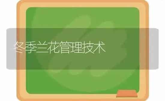 冬季兰花管理技术 | 养殖知识